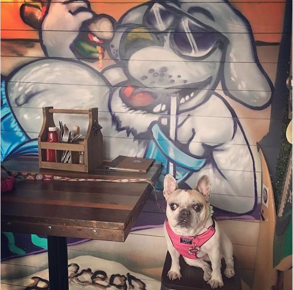 5 Restaurants to Enjoy with your Dogs in San Diego